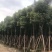 樟树，香樟小苗，8-15-18-25公分