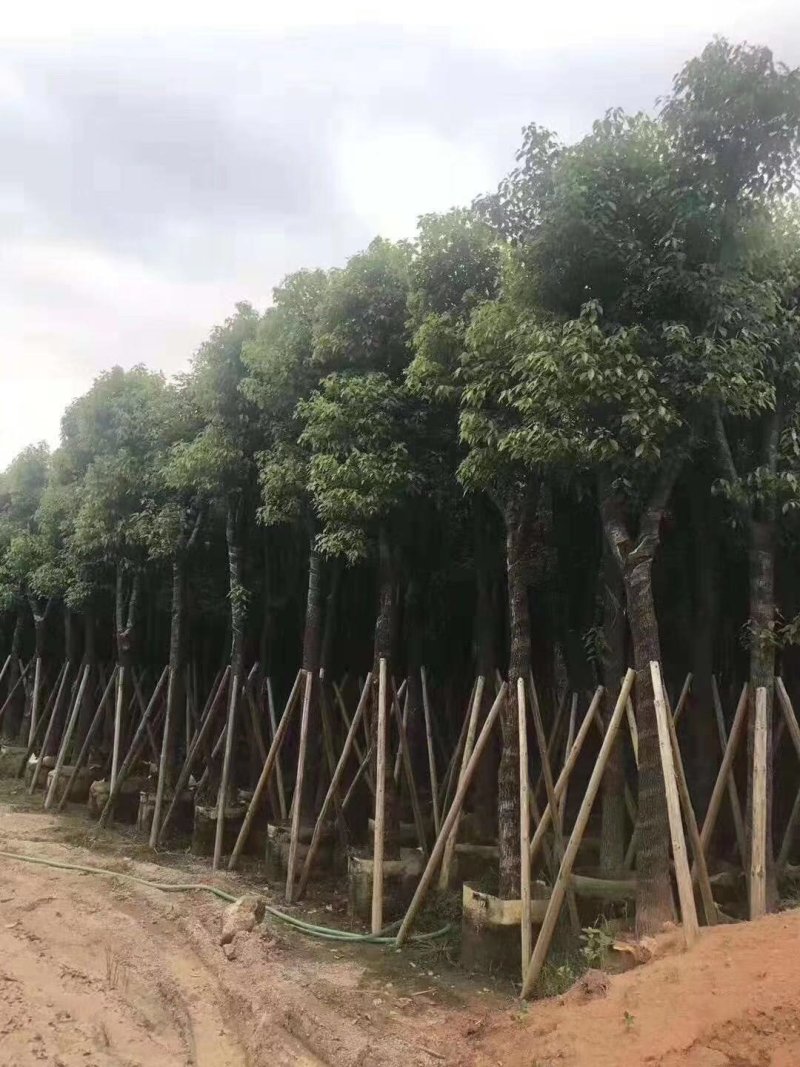 樟树，香樟小苗，8-15-18-25公分