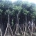 樟树，香樟小苗，8-15-18-25公分