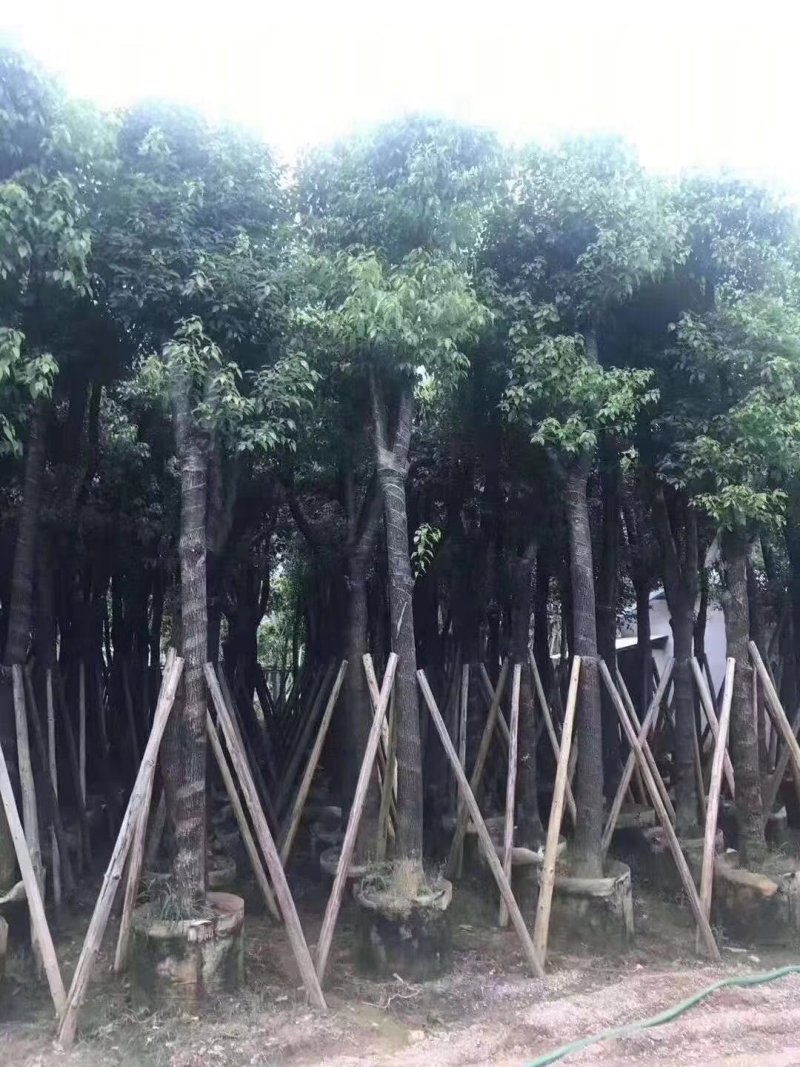 樟树，香樟小苗，8-15-18-25公分