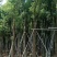 樟树，香樟小苗，8-15-18-25公分