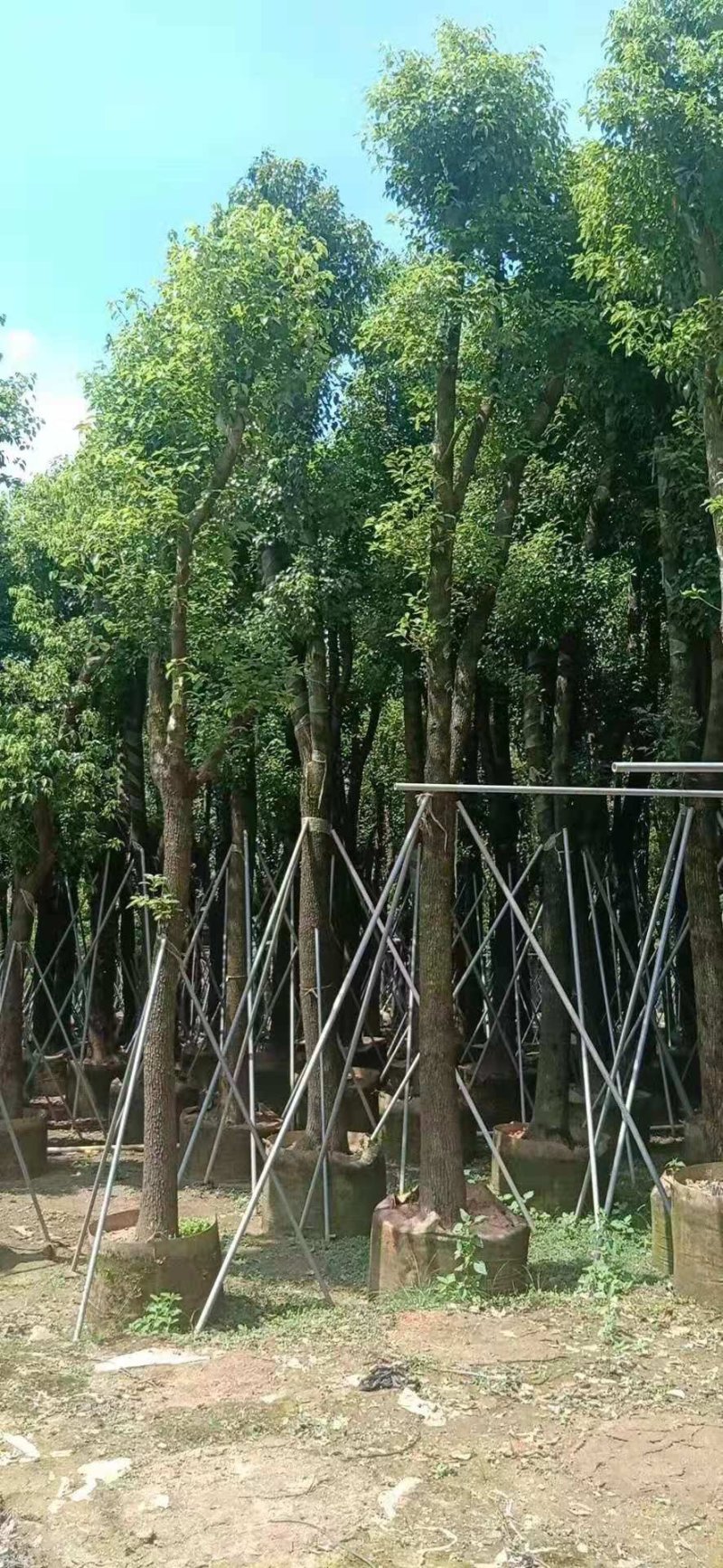 樟树，香樟小苗，8-15-18-25公分