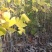 樟树，香樟小苗，8-15-18-25公分