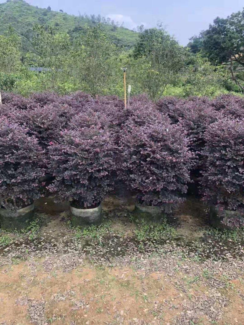 樟树，香樟小苗，8-15-18-25公分