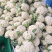 青梗散花白面小米粒松花菜散花菜产地直发手工网套