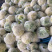 青梗散花白面小米粒松花菜散花菜产地直发手工网套