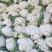 青梗散花白面小米粒松花菜散花菜产地直发手工网套