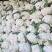 青梗散花白面小米粒松花菜散花菜产地直发手工网套
