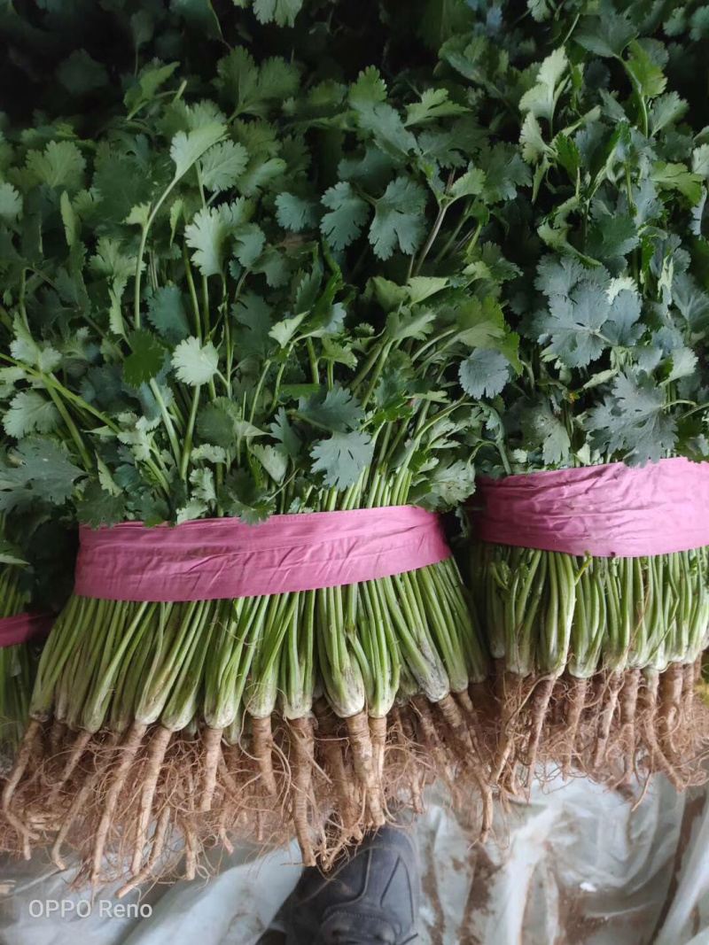 香菜，聊城铁杆青香菜一级代理点，，，，，，，，