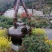 龙井早黄茶苗，冬苗，夏苗，量大优惠，欢迎咨询