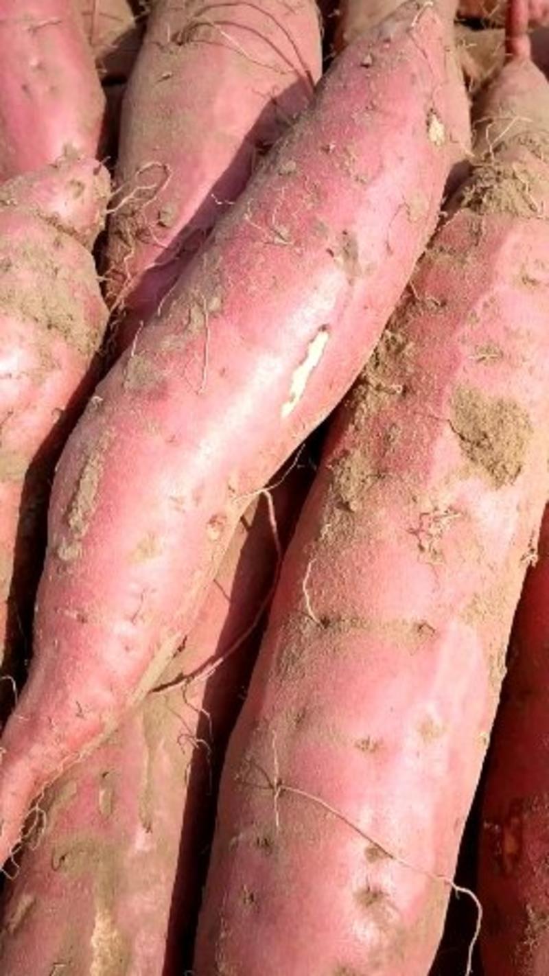 西瓜红红薯，软糯香甜，烤薯型【全店商品支持一件代发】
