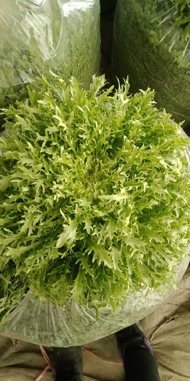 苦苣菜