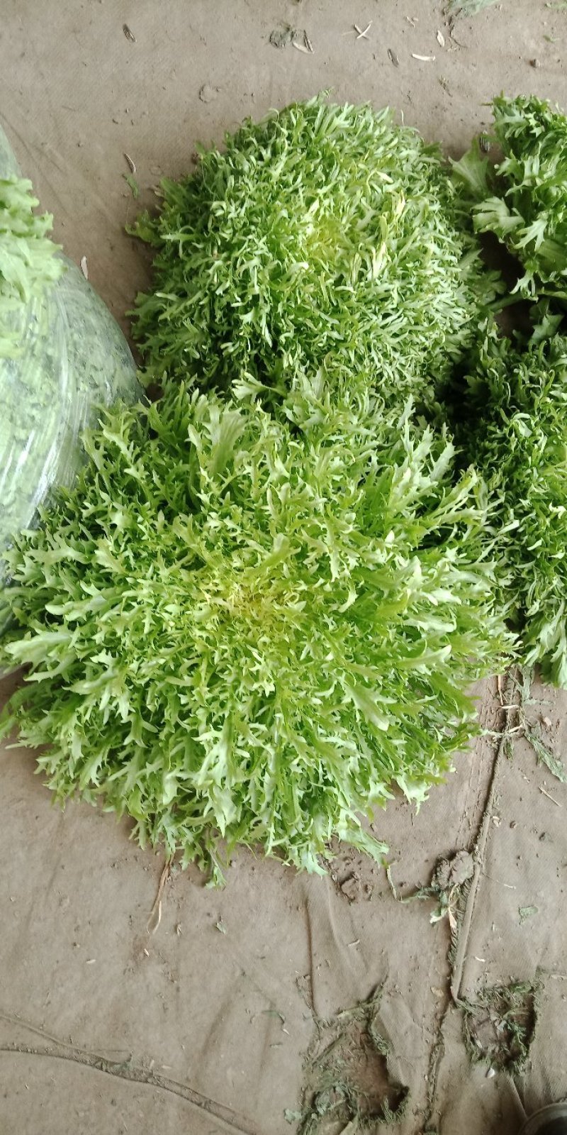 苦苣菜