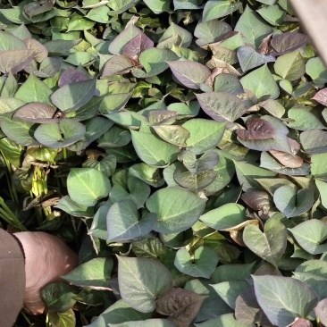 产地红薯苗基地,蜜薯苗,冰糖心薯苗,板栗薯苗——