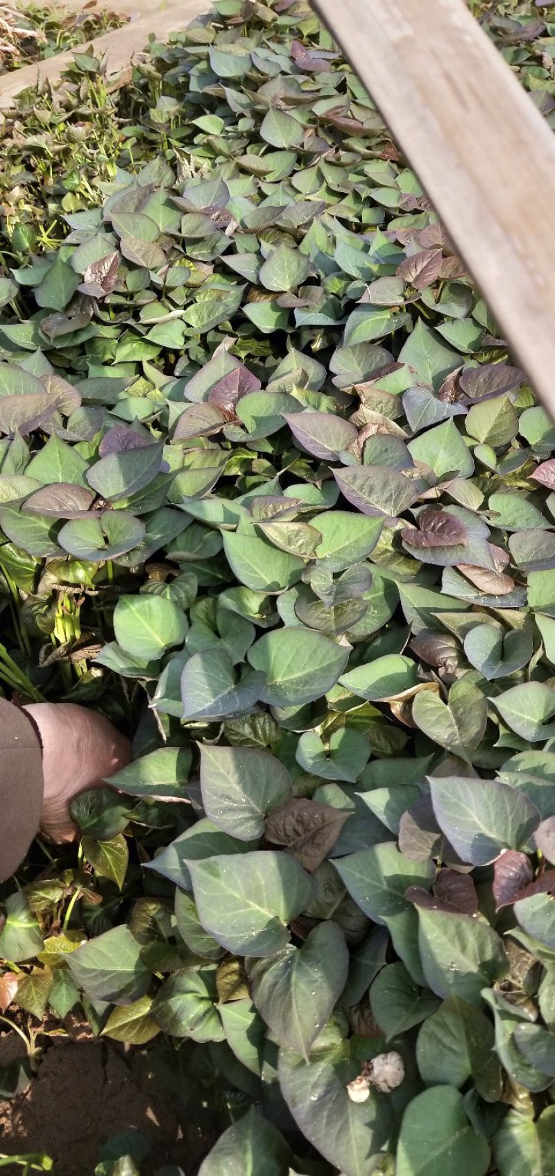产地红薯苗基地，蜜薯苗，冰糖心薯苗，板栗薯苗——