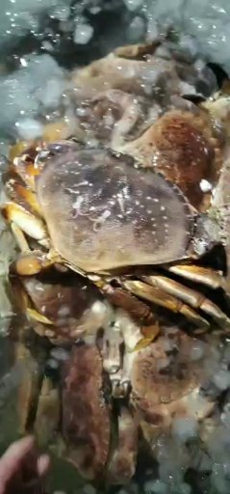 批发冰冻，冰鲜珍宝蟹大量价格优惠欢迎海鲜酒楼，海鲜自助餐