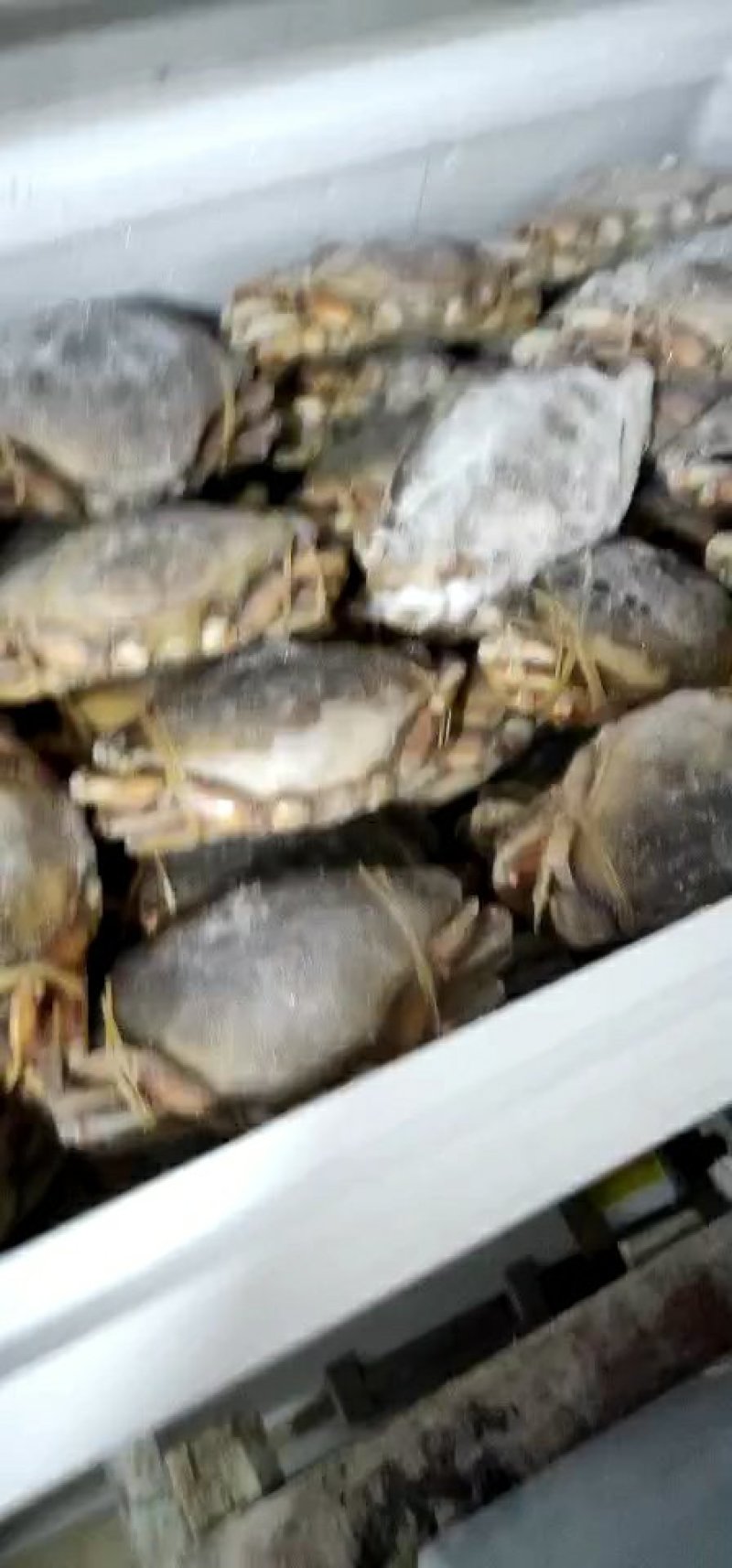 批发冰冻，冰鲜珍宝蟹大量价格优惠欢迎海鲜酒楼，海鲜自助餐