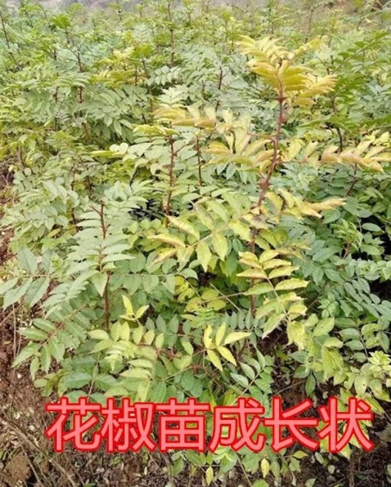 （热销）大红袍花椒树苗嫁接苗优质苗南北方种植根系发达