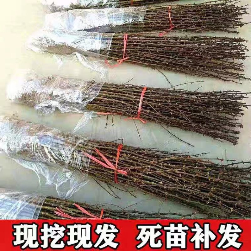 （热销）大红袍花椒树苗嫁接苗优质苗南北方种植根系发达