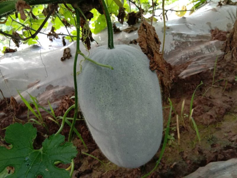 小香冬瓜