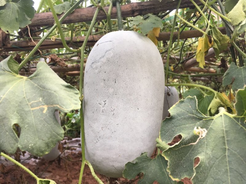 小香冬瓜