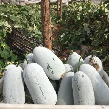 小香冬瓜