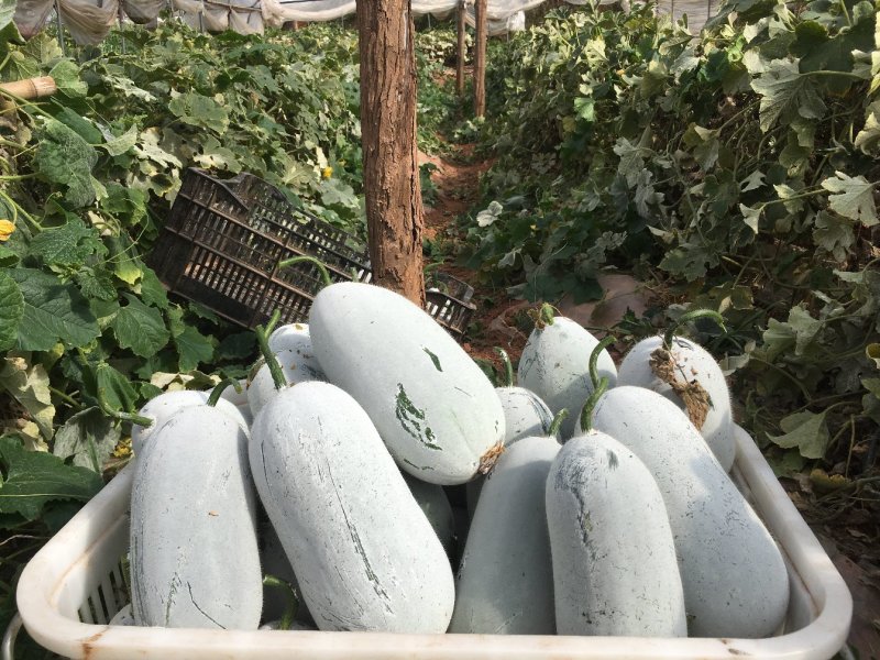 小香冬瓜