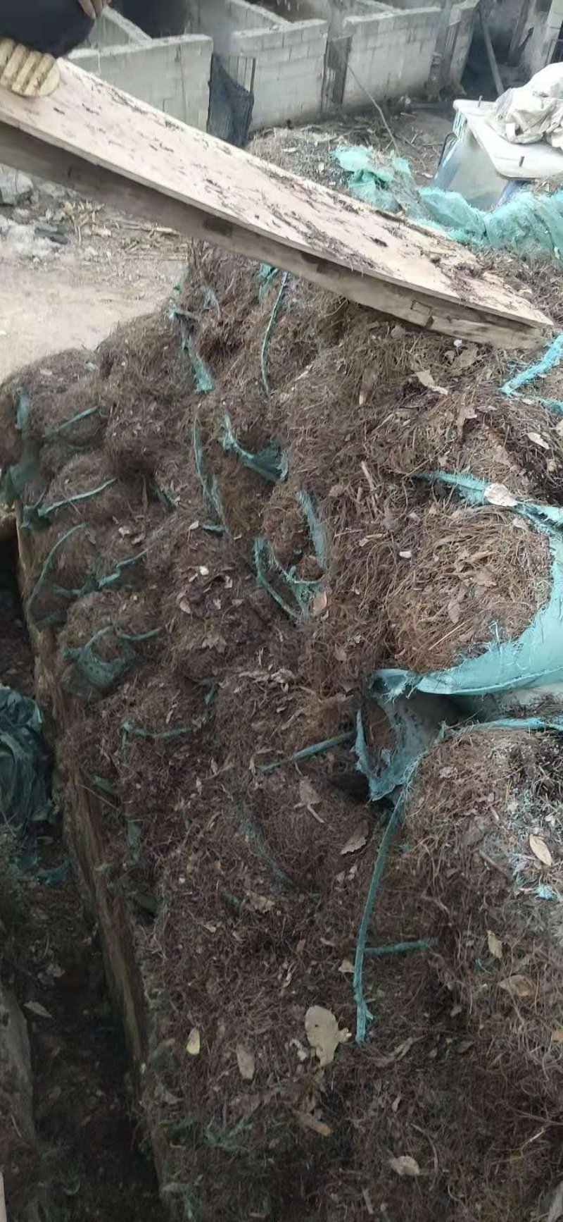 松针，，可开发票，现货供应，欢迎老板咨询