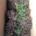天门冬苗天冬种苗大天冬苗麦冬苗提供种植技术