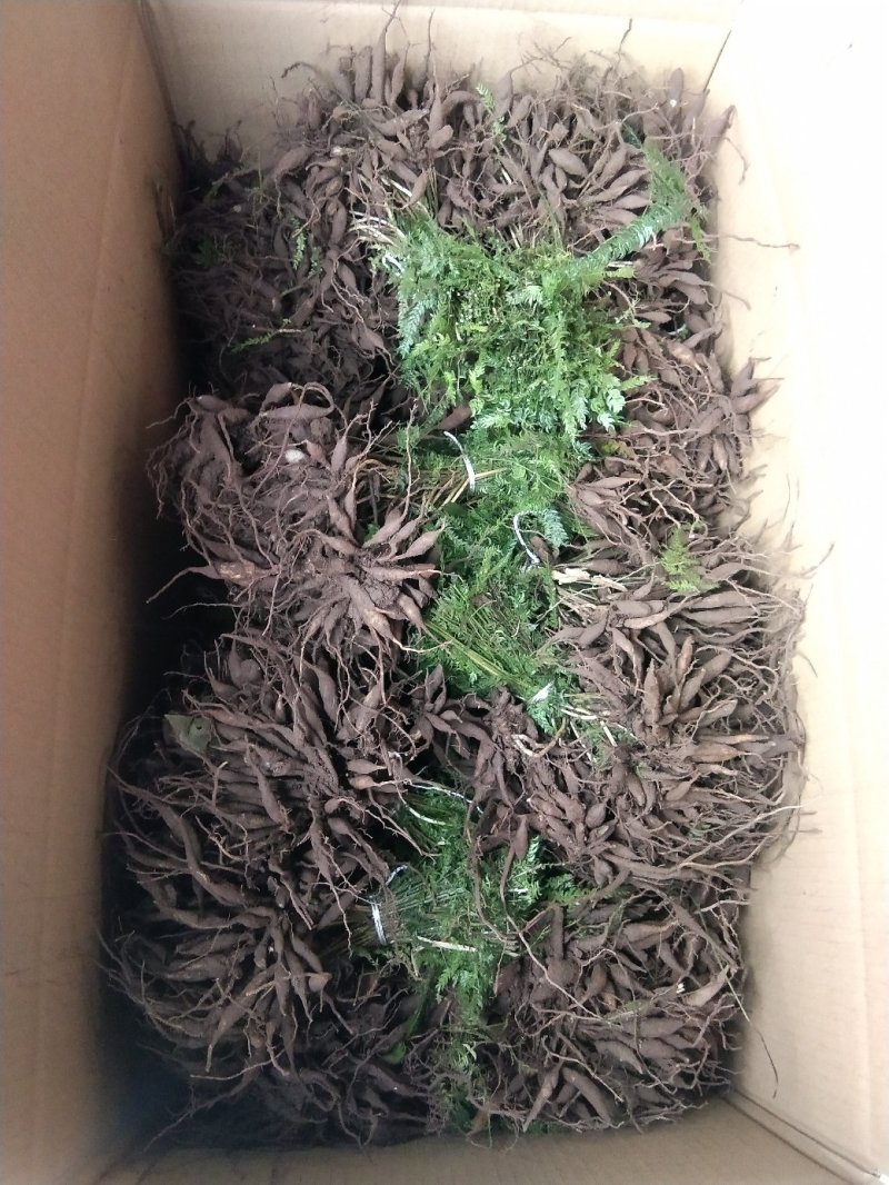 天门冬苗天冬种苗大天冬苗麦冬苗提供种植技术