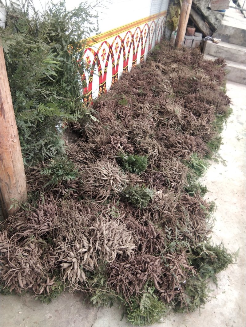 天门冬苗天冬种苗大天冬苗麦冬苗提供种植技术