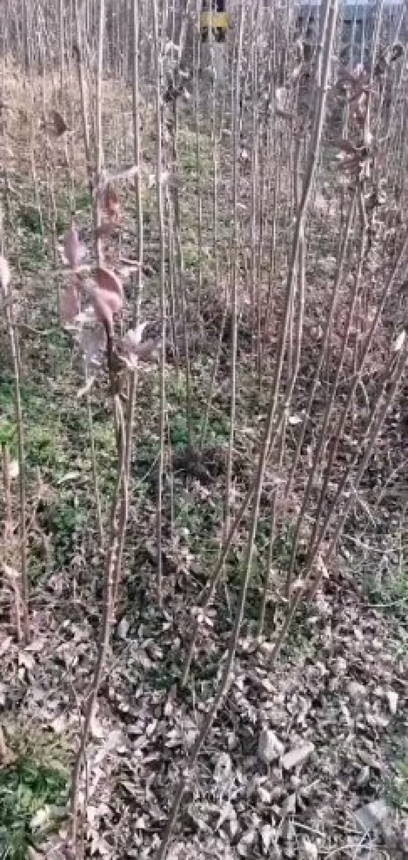 血皮槭地径一公分血皮槭苗价格便宜量大从优先到先得