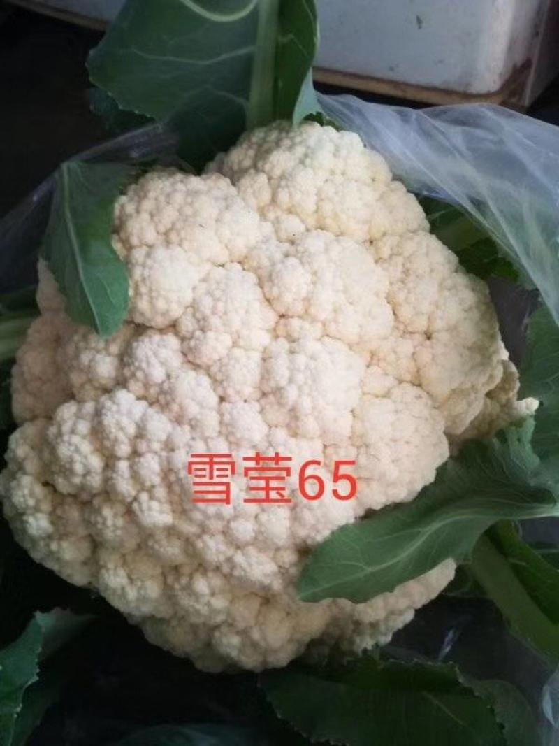 松花菜种子菜花种子雪莹系列抗病高产龙华小米系列