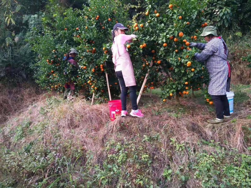 广西梧州藤县太平供应沙糖桔，产地直销，中果