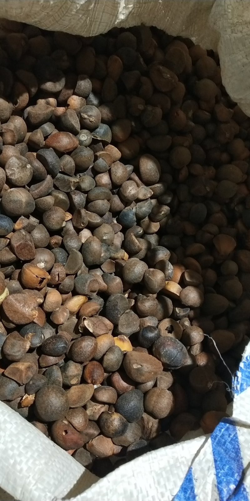 油茶籽小籽，山茶籽，野生山茶子鲜货干货批发