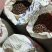 油茶籽小籽，山茶籽，野生山茶子鲜货干货批发