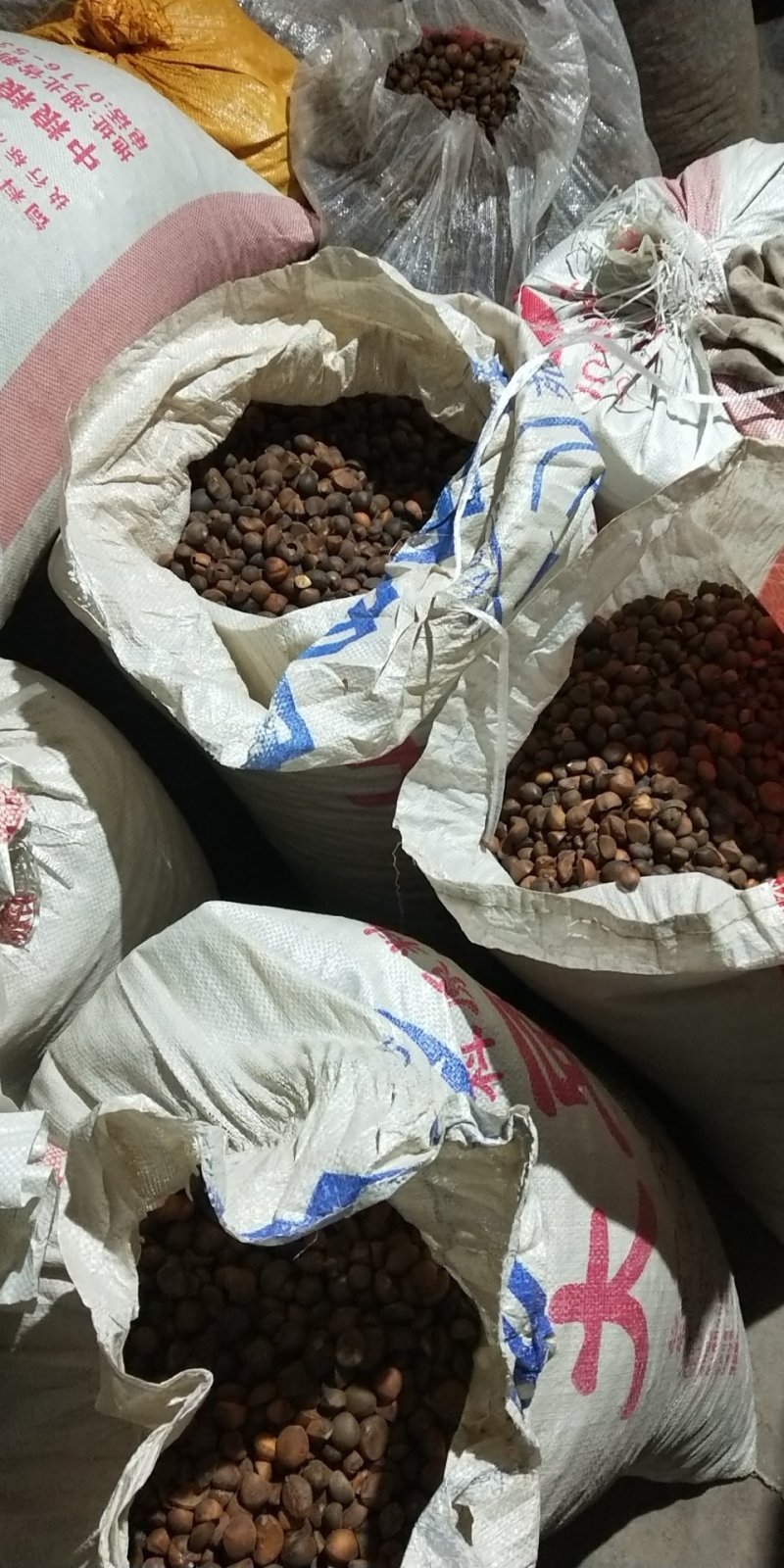 油茶籽小籽，山茶籽，野生山茶子鲜货干货批发