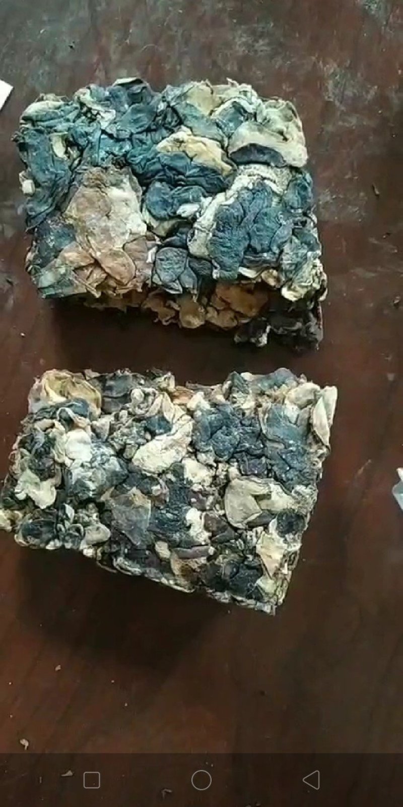 食用菌