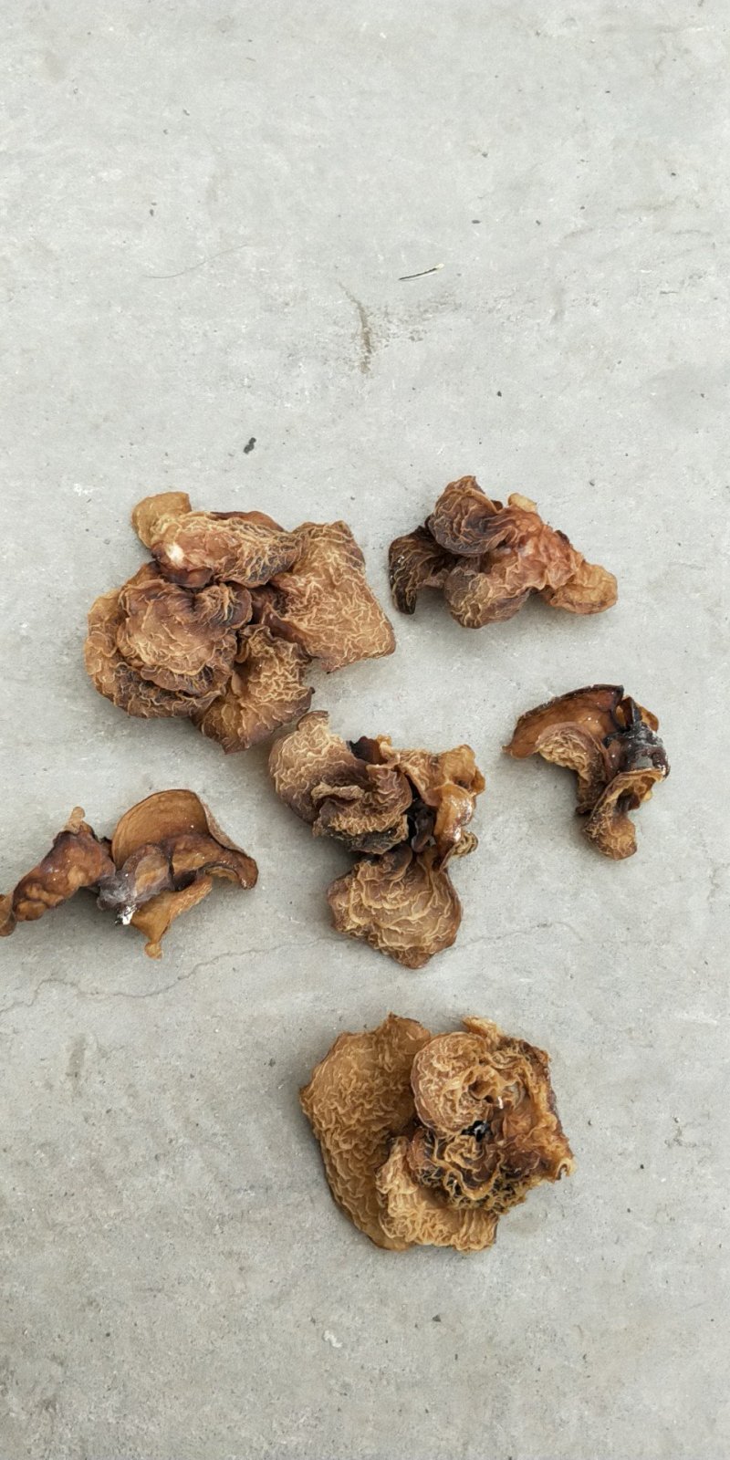 食用菌
