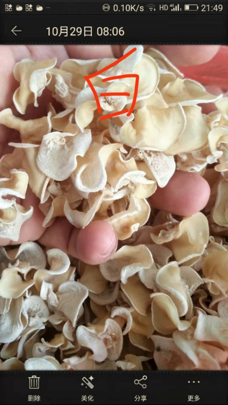 食用菌
