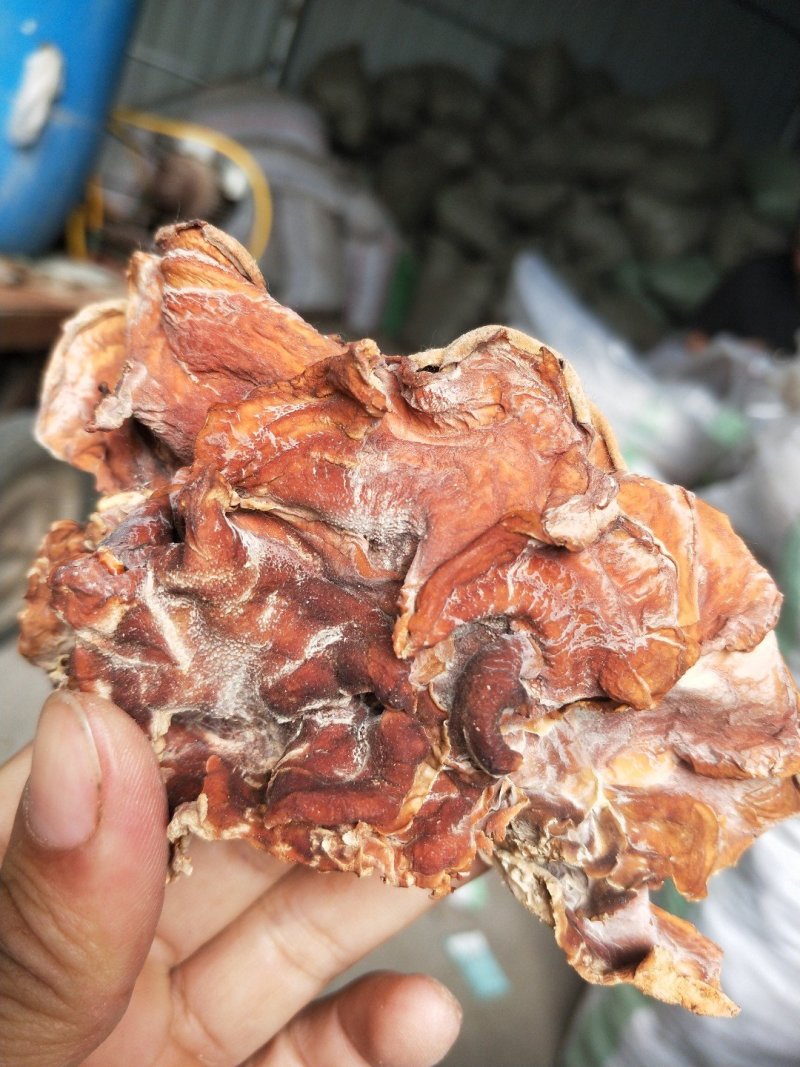 食用菌