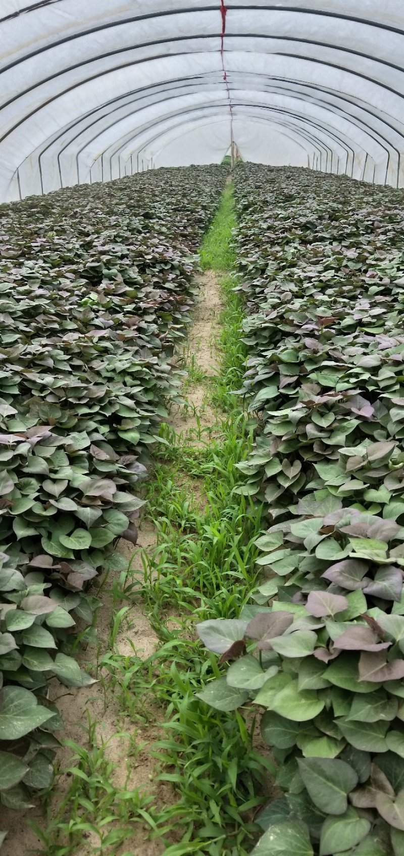 西瓜红红薯苗，蜜薯25苗，冰糖心蜜薯苗，白心板栗29