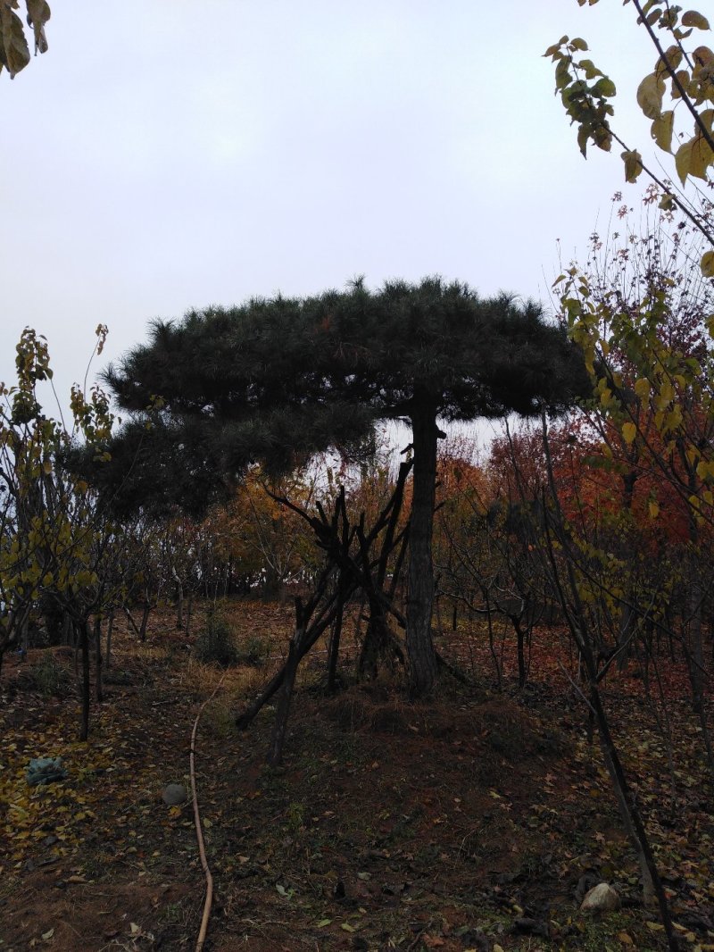 泰山迎客松，造型松，黑松，自家苗铺，现挖现卖，来电优惠