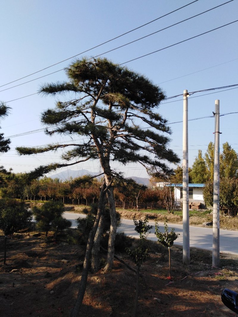 泰山迎客松，造型松，黑松，自家苗铺，现挖现卖，来电优惠