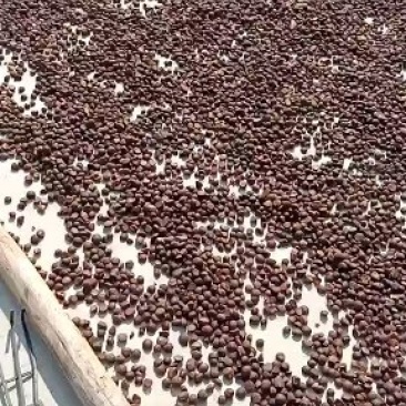 油茶籽