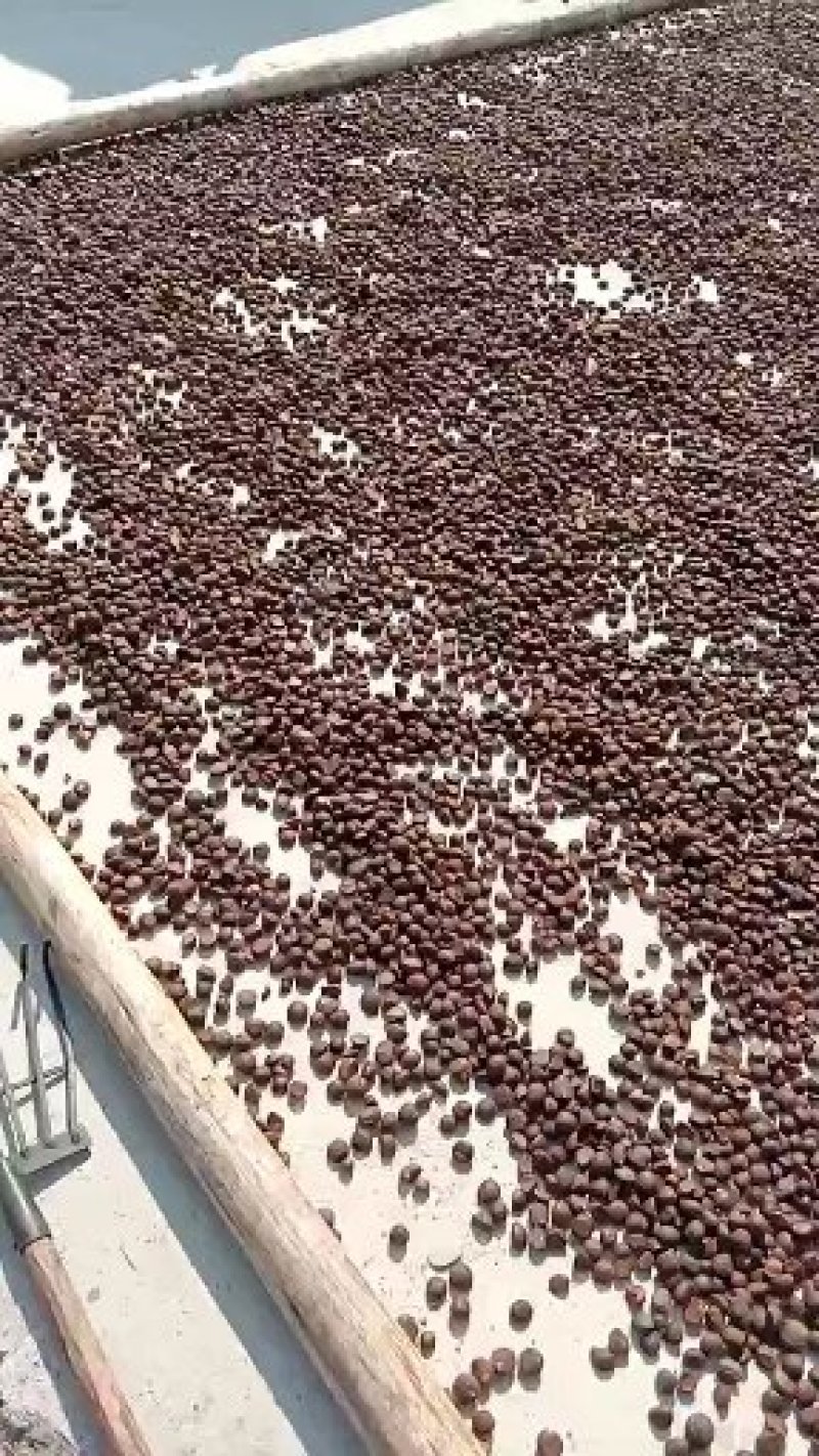 油茶籽
