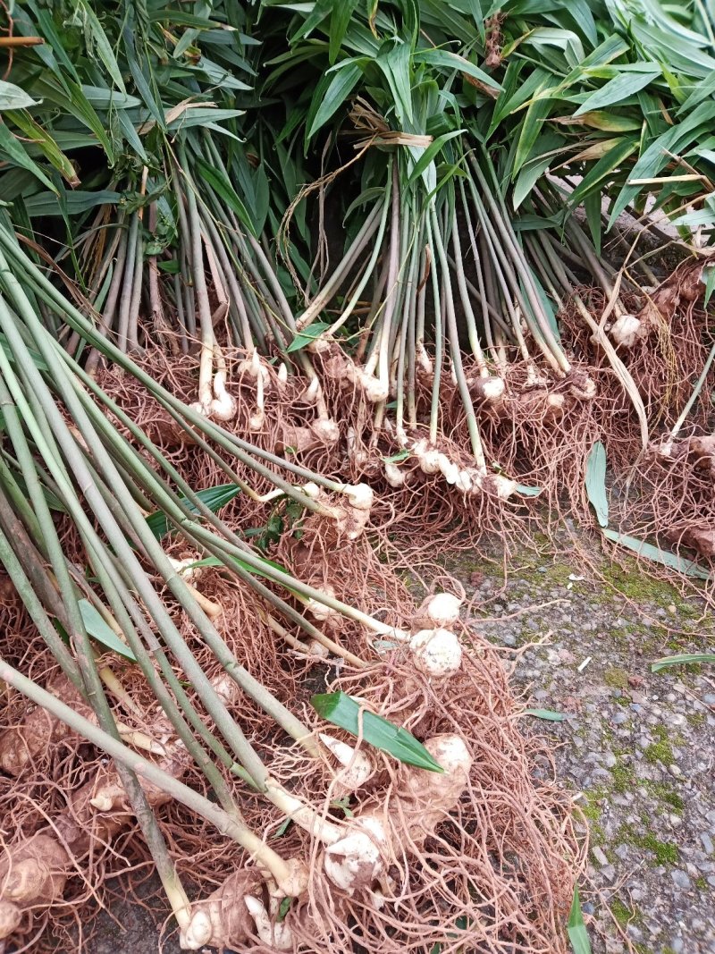 四川姜型不倒苗多花甜黄精块茎易种植，存活率高