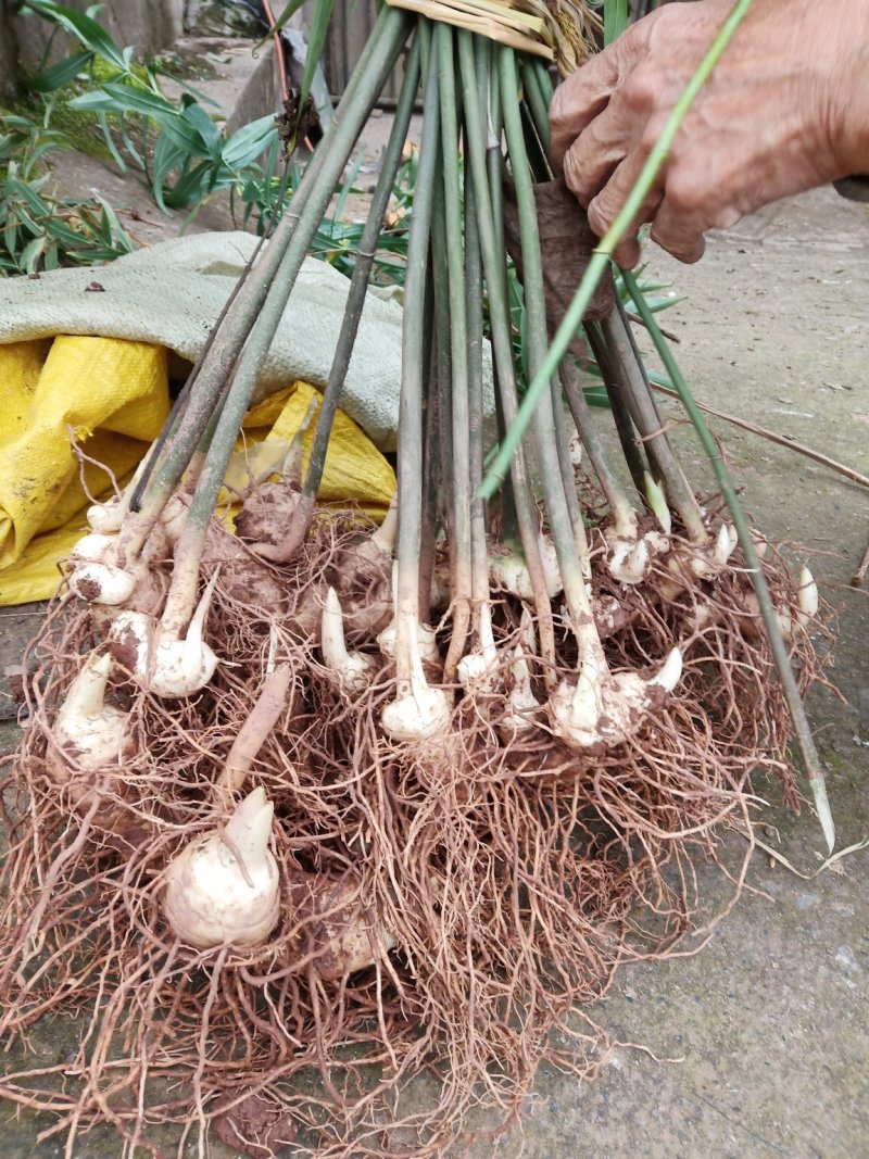 四川姜型不倒苗多花甜黄精块茎易种植，存活率高