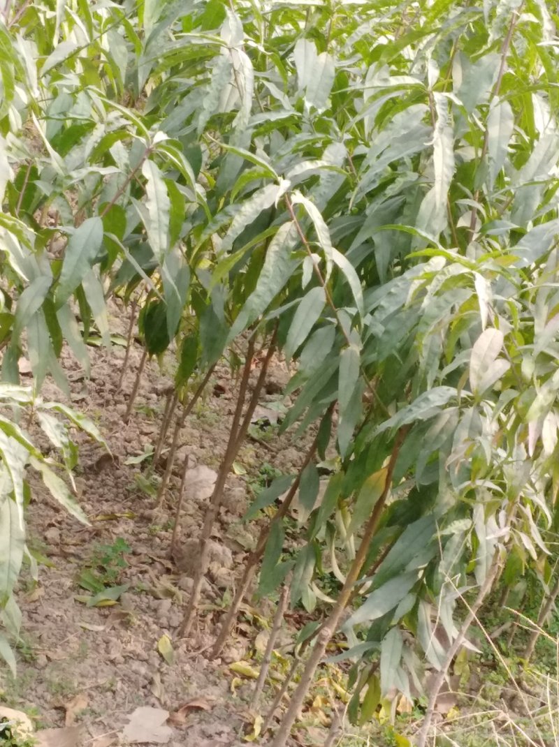 桃树苗