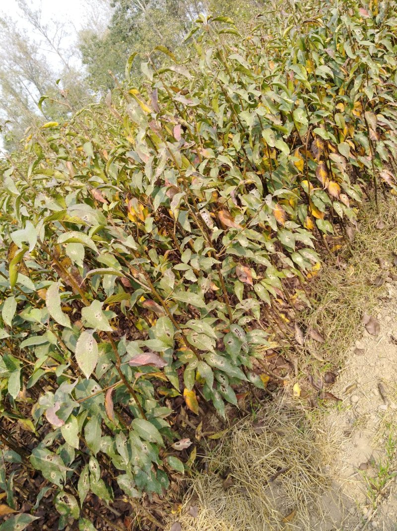 梨树苗